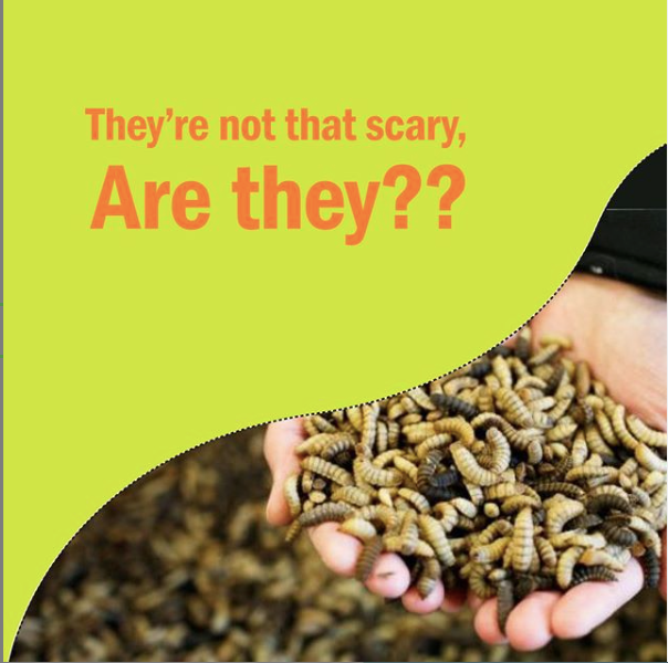 How to deal with Maggots in your composter Composting Tips from Dail