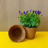 6 inch coir pot with flower and one empty