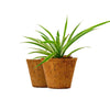 6 inch coir pot with flower and one empty