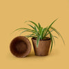 6 inch coir pot with flower and one empty