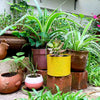 yellow cylindrical small metal pot with flowers