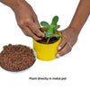 yellow cylindrical small metal pot with flowers