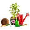 Daily Dump gardening tools set of 3 on background of corrugated paper