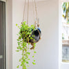 Black hanging pot with flower against corrugated background
