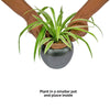 Black hanging pot with flower against corrugated background