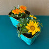 2 square metal pots with texture in orange colour with flowers from Daily Dump