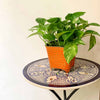 2 square metal pots with texture in orange colour with flowers from Daily Dump