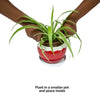 Daily Dump red round metal planter 5.5 inch with white plates with flowers