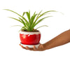Daily Dump red round metal planter 5.5 inch with white plates with flowers