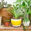 Daily Dump red round metal planter 5.5 inch with white plates with flowers