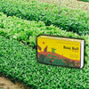 Daily Dump Beej Ball seedballs greens seedmix in box with background of lush greens growing