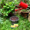 Daily Dump Beej Ball seedballs greens seedmix in box with background of lush greens growing